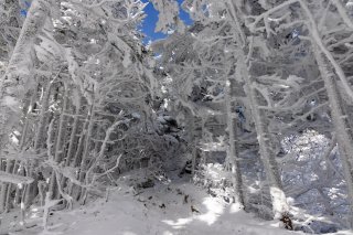 真っ白な樹林