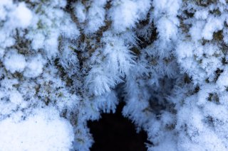 雪の結晶