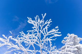 樹氷