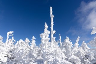 樹氷