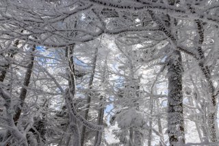 樹氷