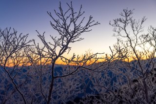 樹氷
