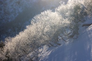 輝く樹氷