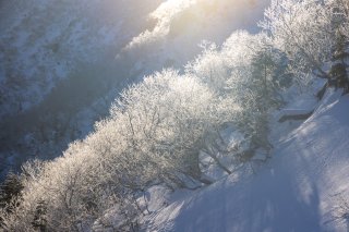 輝く樹氷