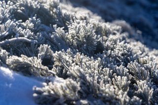 雪に埋もれるハイマツ