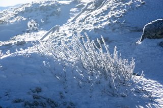 サンゴのような樹氷