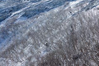 将棊頭山の東斜面