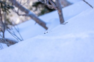 雪から顔を出す雷鳥