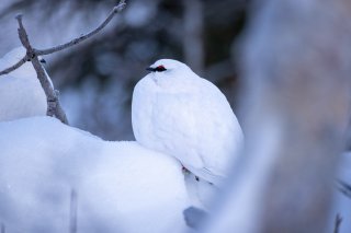 雷鳥のつがい