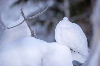 雷鳥の後ろ姿