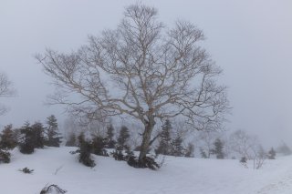 しらかばの木