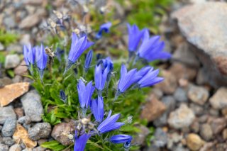 ミヤマリンドウ