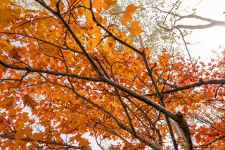 紅葉